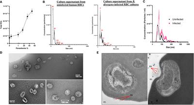 Identification and characterization of extracellular vesicles from red cells infected with Babesia divergens and Babesia microti